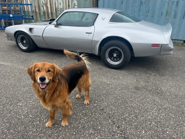 Pontiac Trans Am 1976 AUT 6.6 liter